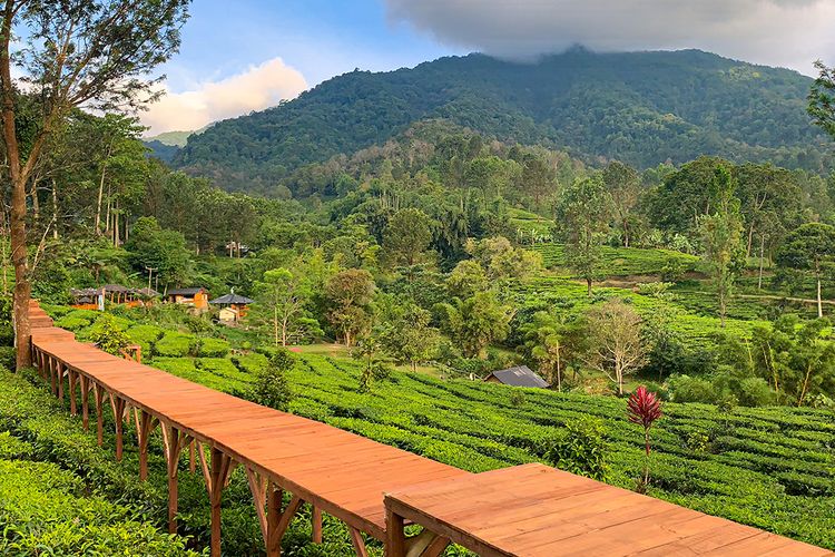 Agrowisata Gunung Mas Puncak Tempat Asyik untuk Liburan